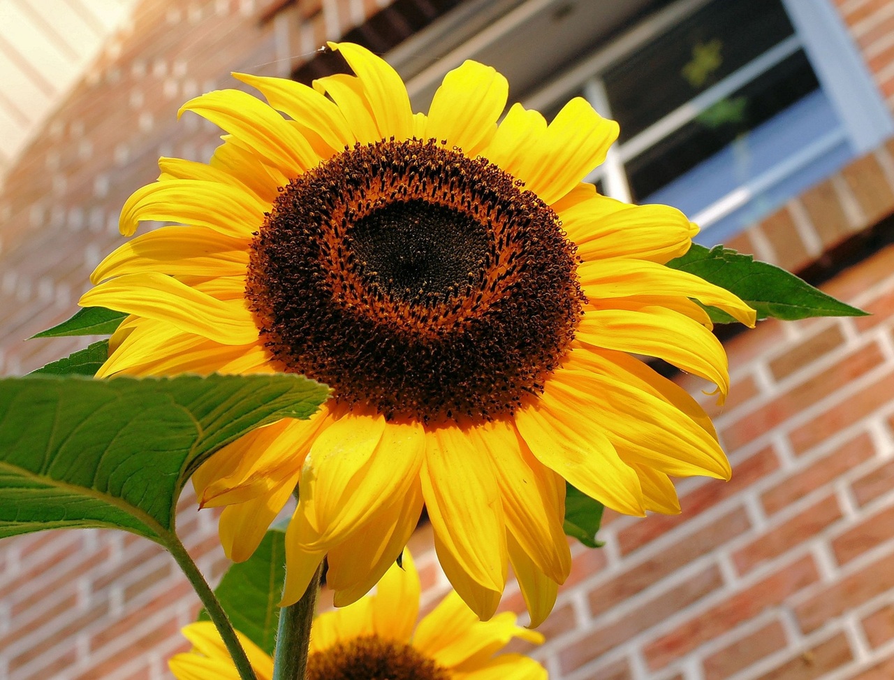 blossom-plant-flower-petal-bloom-summer-1334120-pxhere.com