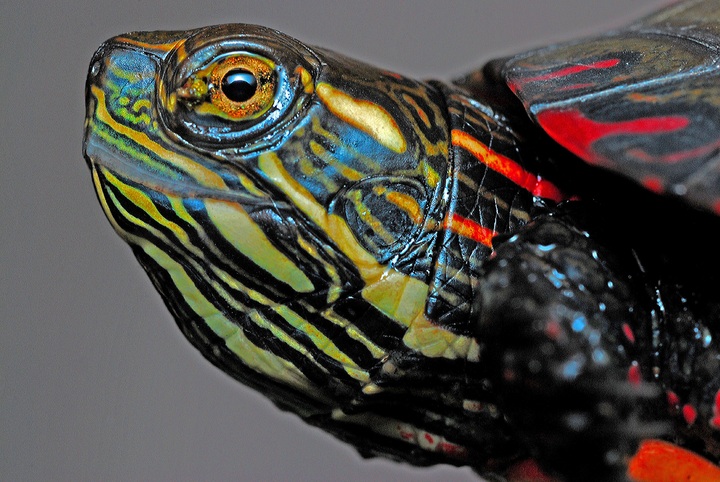 nature-animal-wildlife-environment-macro-biology-1087524-pxhere.com