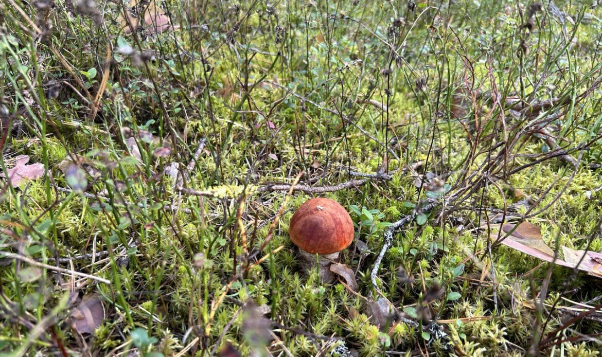 Пенсионерка-грибник не уступила оппонентке поляну и выстрелила из пистолета в Ленобласти
