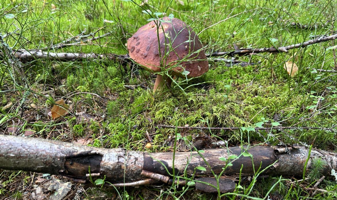 Пенсионерка-грибник не уступила оппонентке поляну и выстрелила из пистолета в Ленобласти