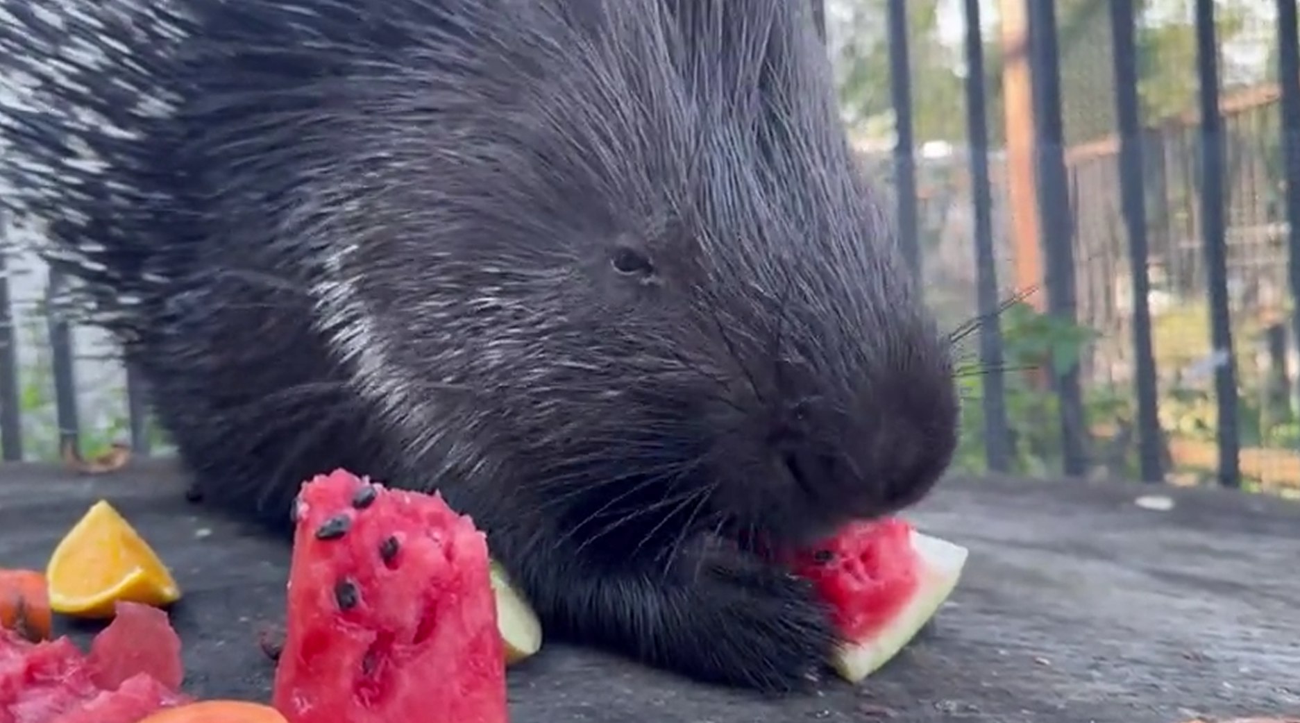 photo_5440487099238312431_w