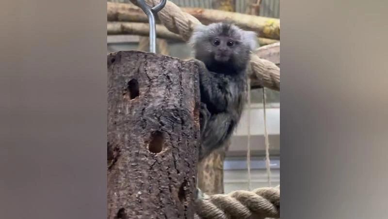 В Ленинградском зоопарке в семье игрунок случилось пополнение