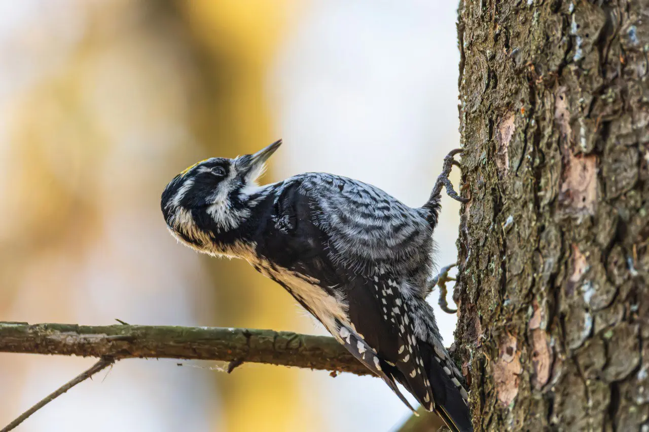 В Петербурге запечатлели редкого трёхпалого дятла