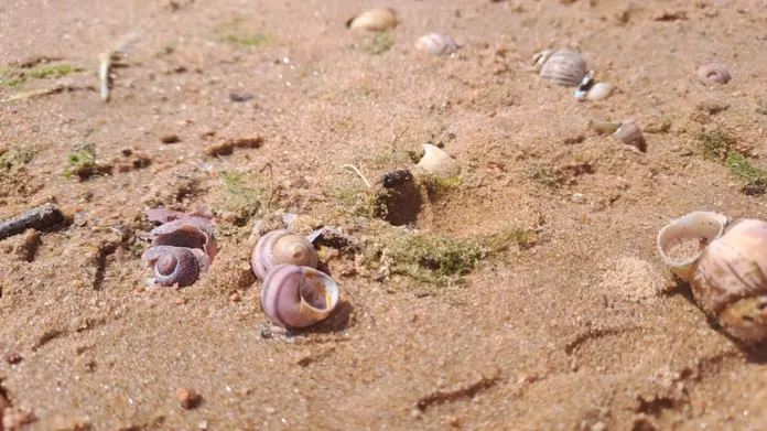 159313_Íàäåæäà_Öâåòêîâà