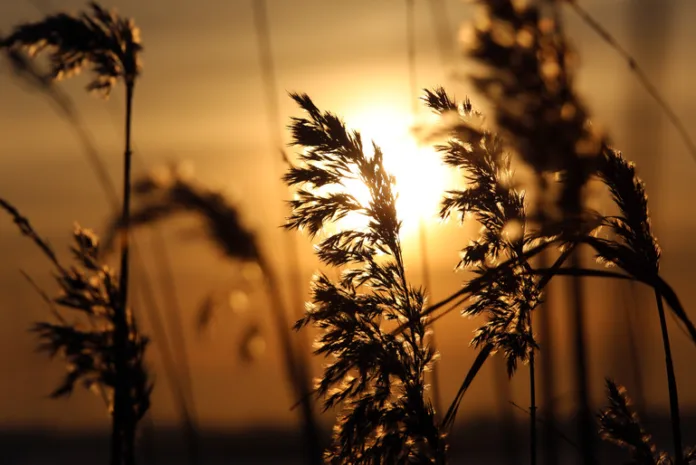 41416_Baltphoto_Андрей_Пронин