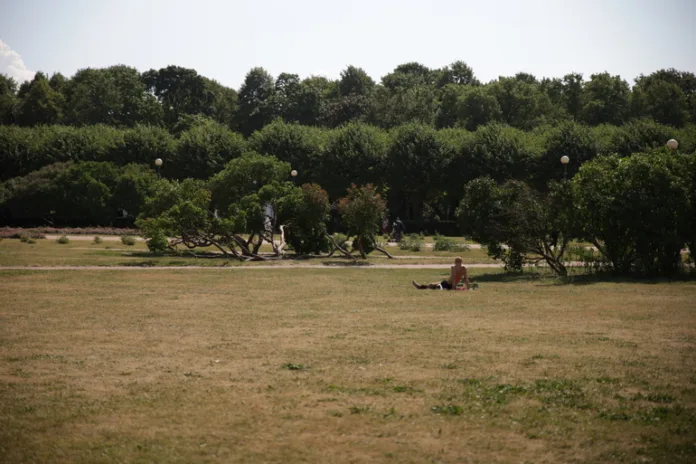 Жара засуха