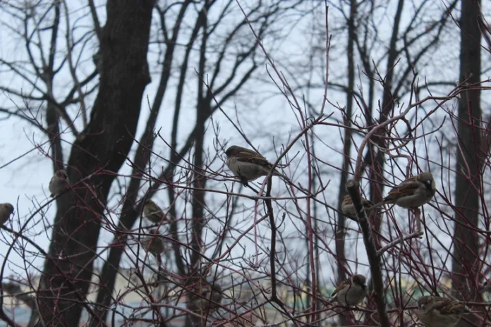 157053_Надежда_Цветкова