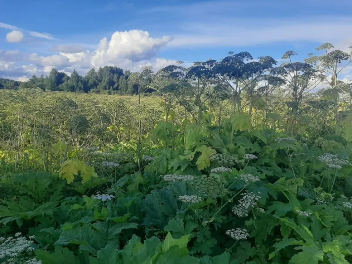 160104_Елена_Еликова (3)