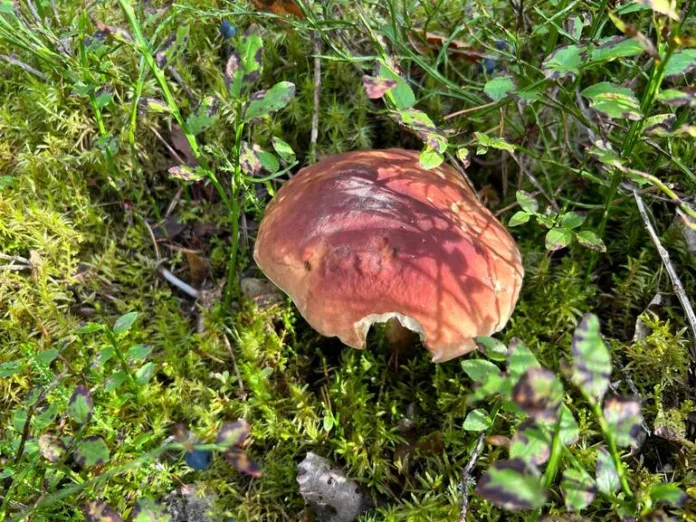 160660_Елена_Еликова (1)