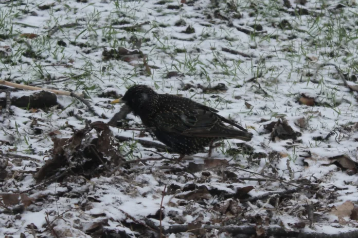 158006_Надежда_Цветкова