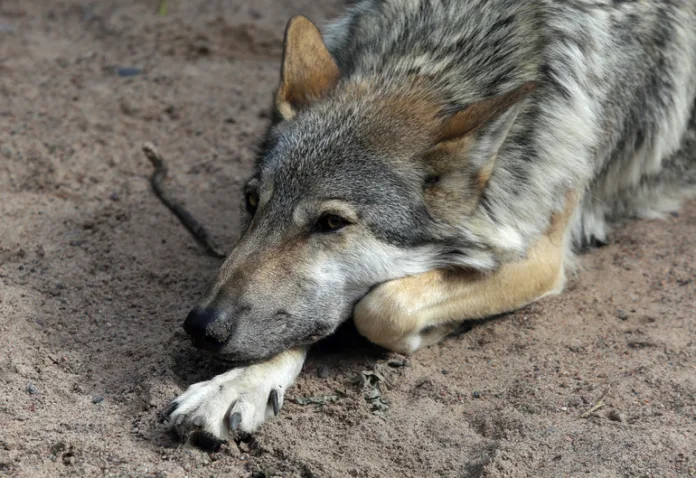 27789_Baltphoto_Андрей_Пронин