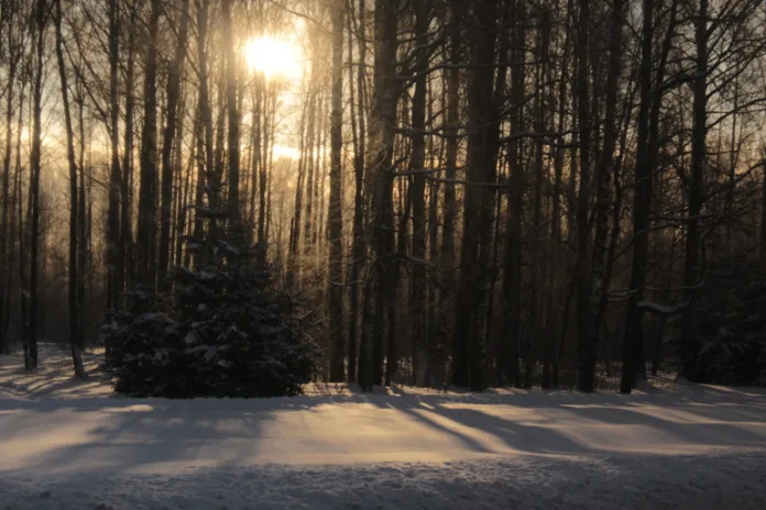 156509_Надежда_Цветкова