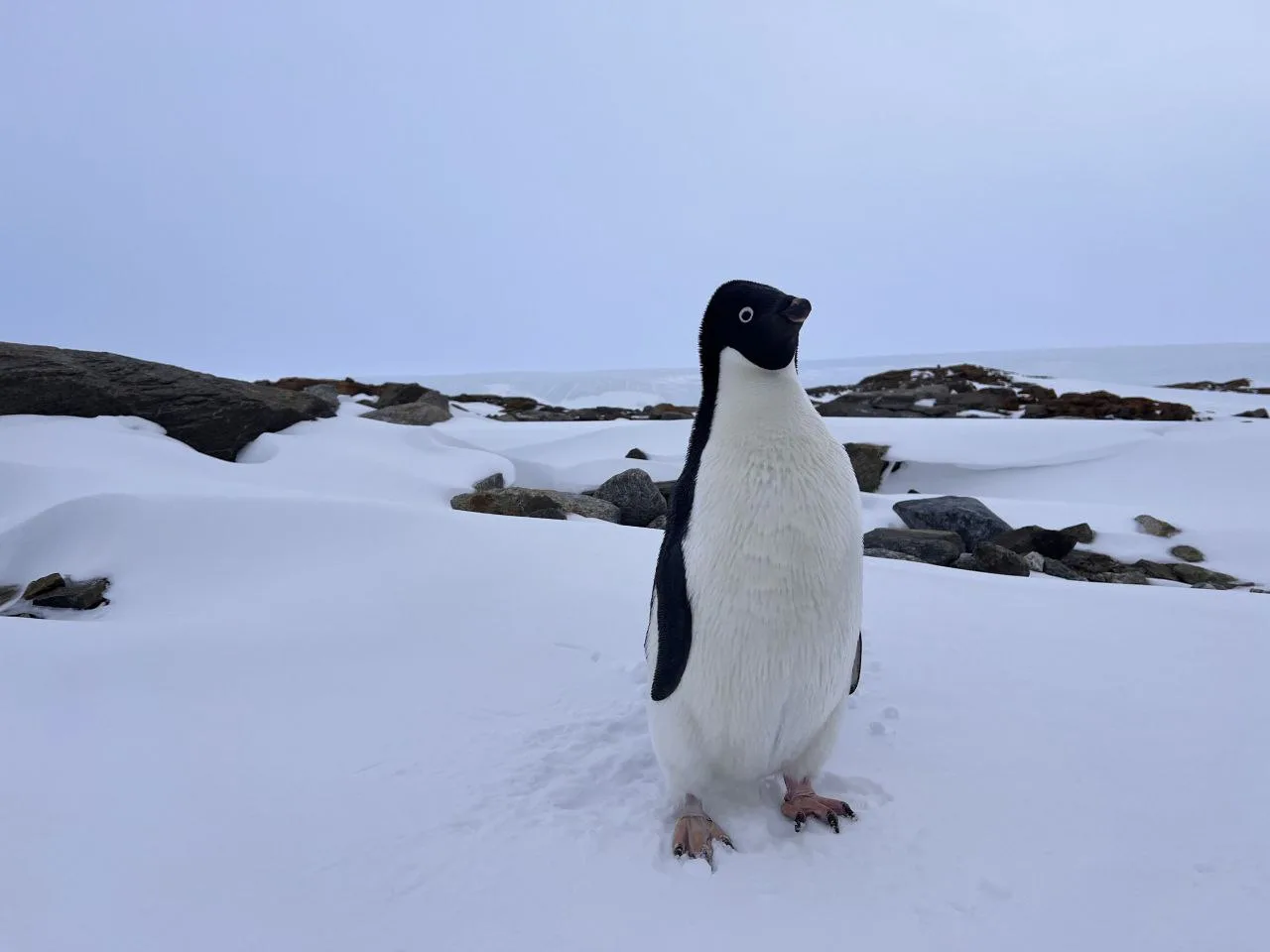 МТС провела связь в важном логистическом центре Антарктиды — бухте Тала