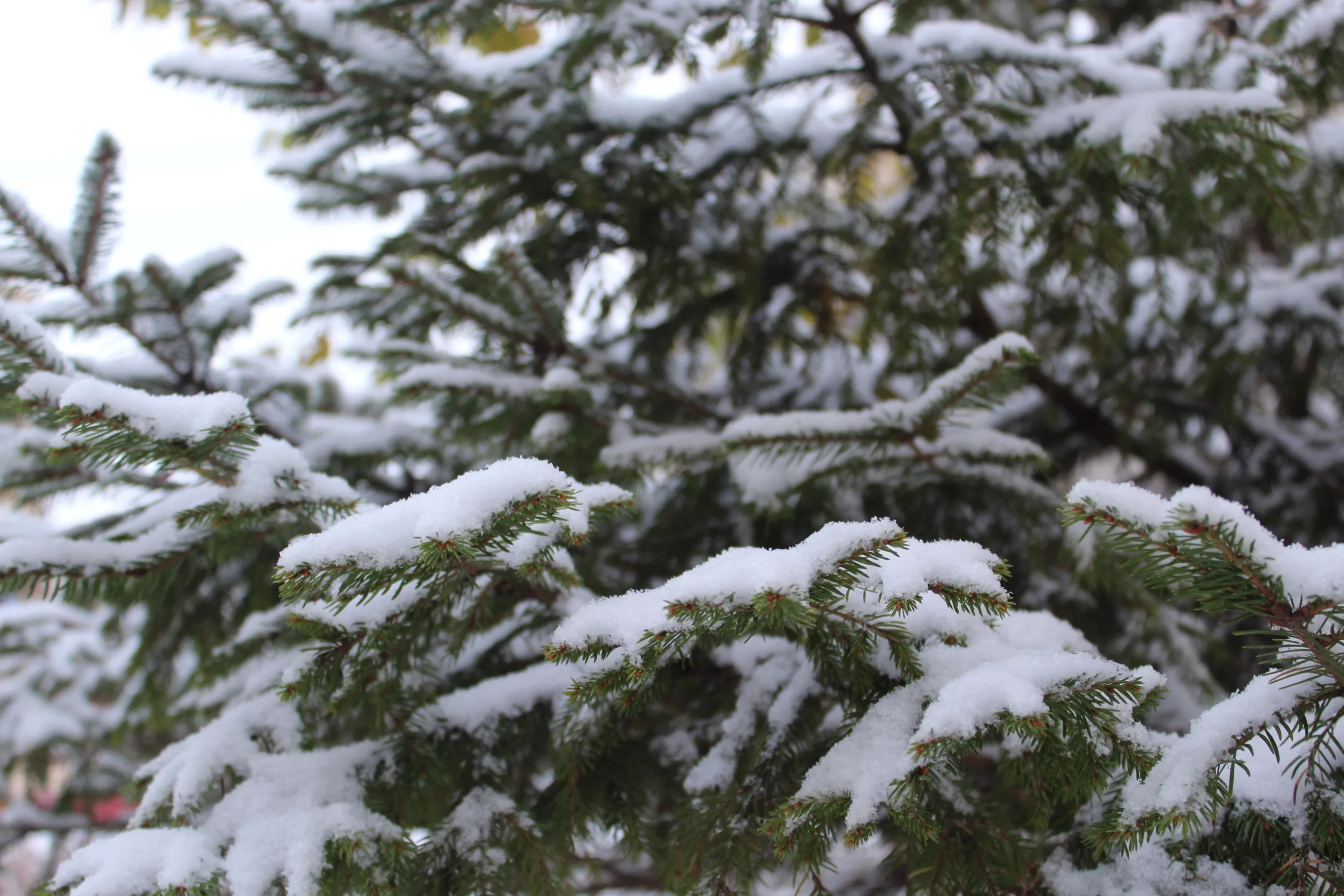 Петербург может опустеть из-за нового ледникового периода