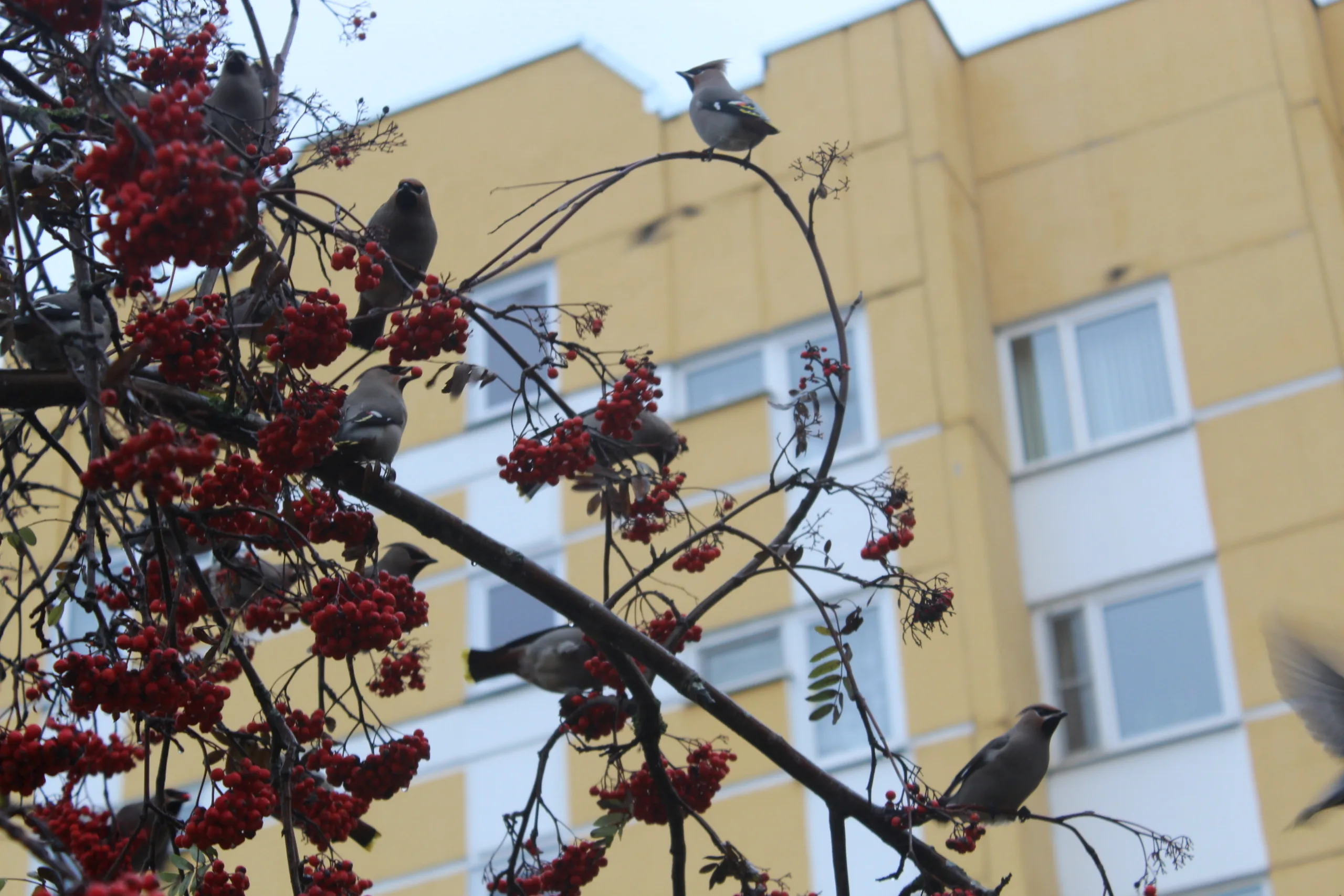 Ученые раскрыли тайны брачных полетов муравьев с помощью стрижей из аэропорта