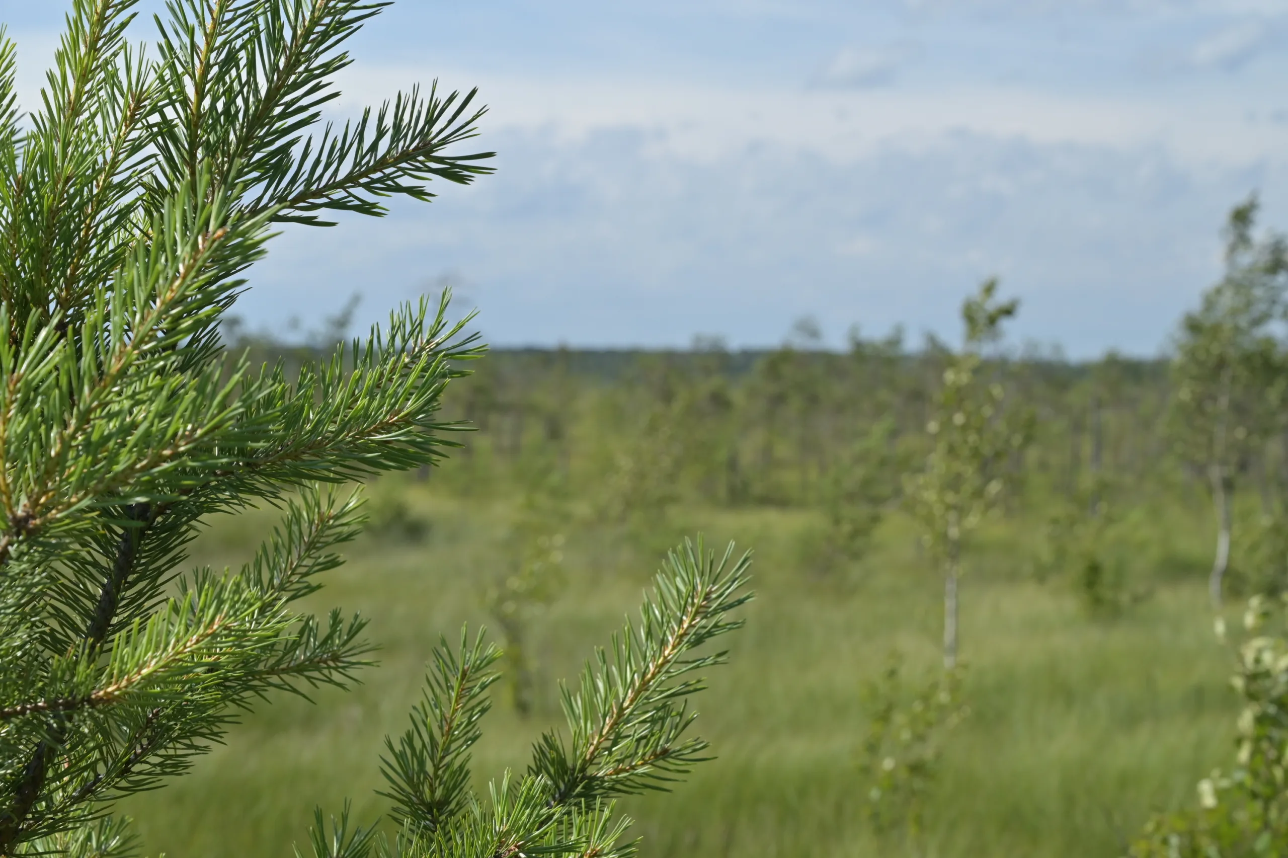 Клещи-мутанты атакуют южные регионы России