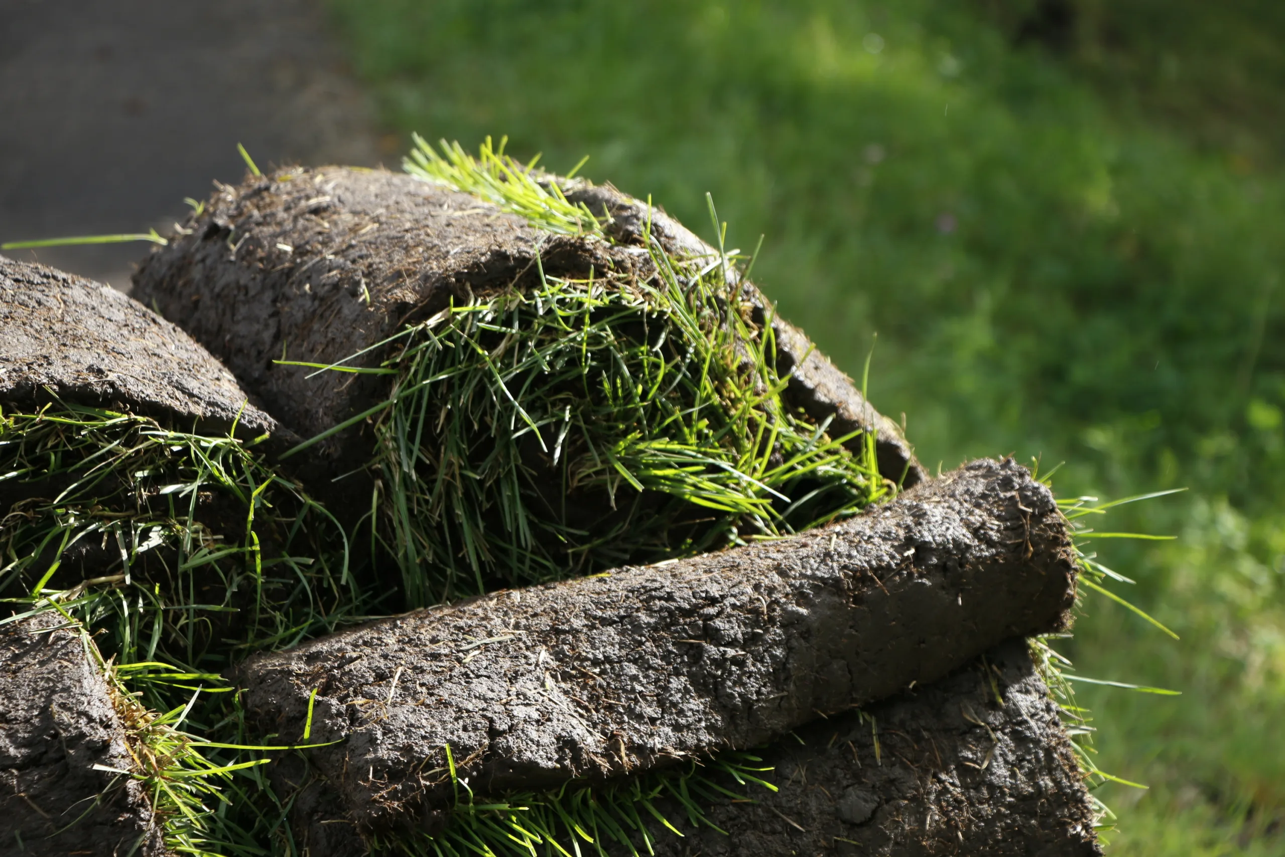 Сезон клещей наступил в Петербурге и Ленобласти: как защитить ребенка
