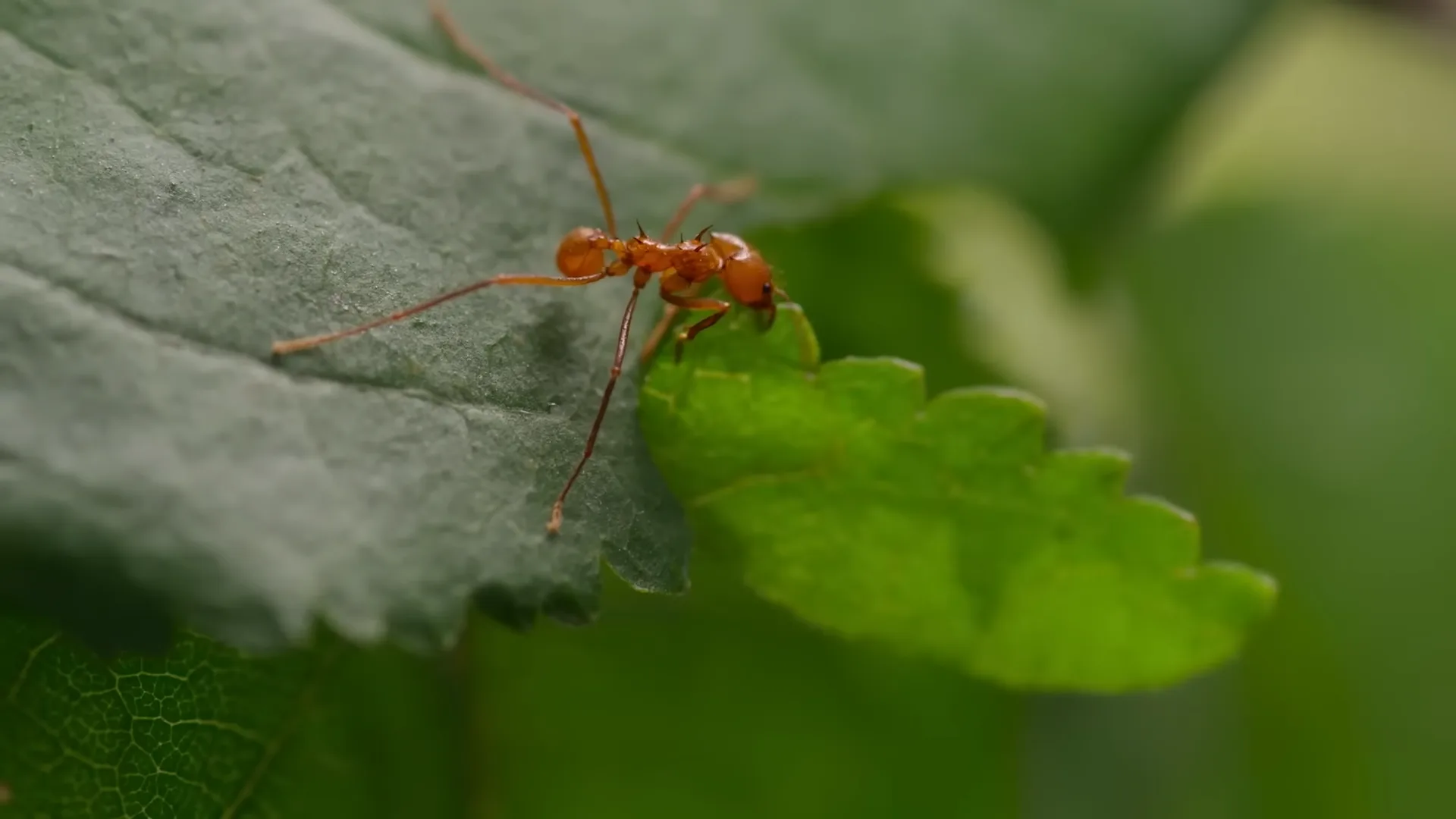 Ученые раскрыли тайны брачных полетов муравьев с помощью стрижей из аэропорта
