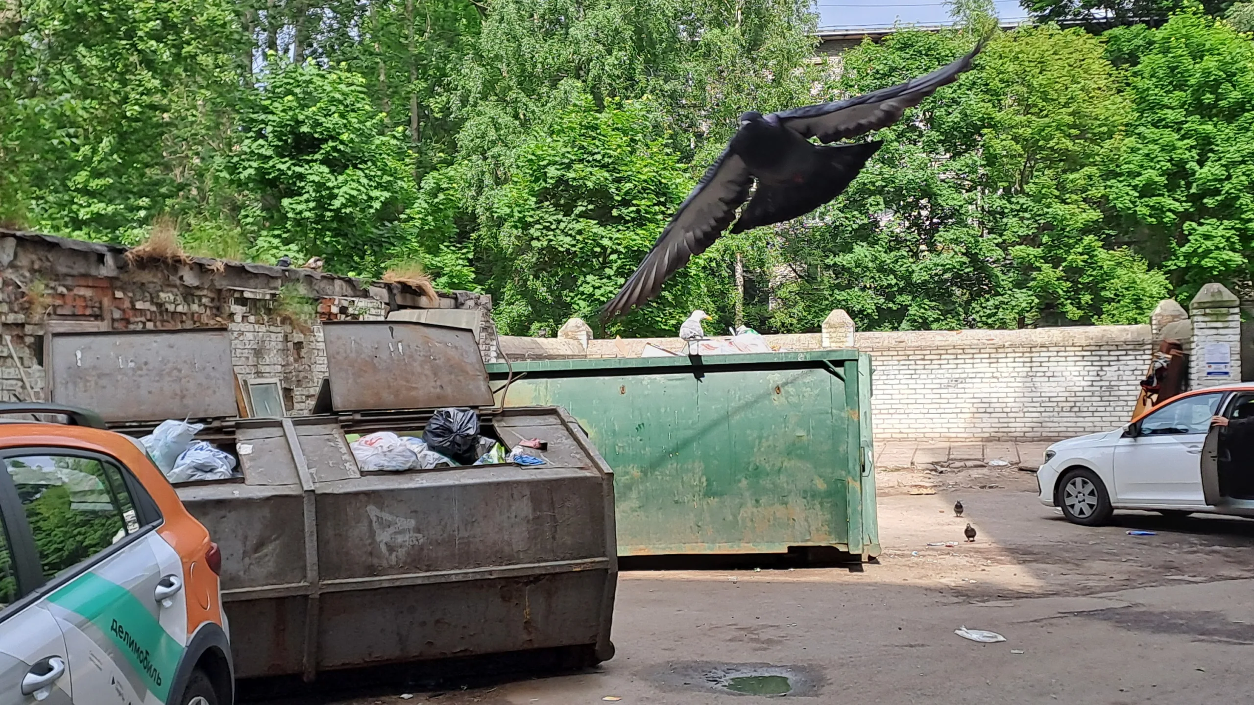 Петербуржцы жалуются на крыс у мусорных контейнеров и парадных