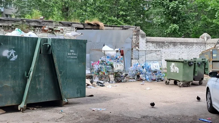 Петербуржцы жалуются на крыс у мусорных контейнеров и парадных