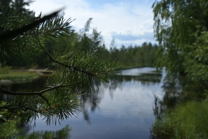 река лес