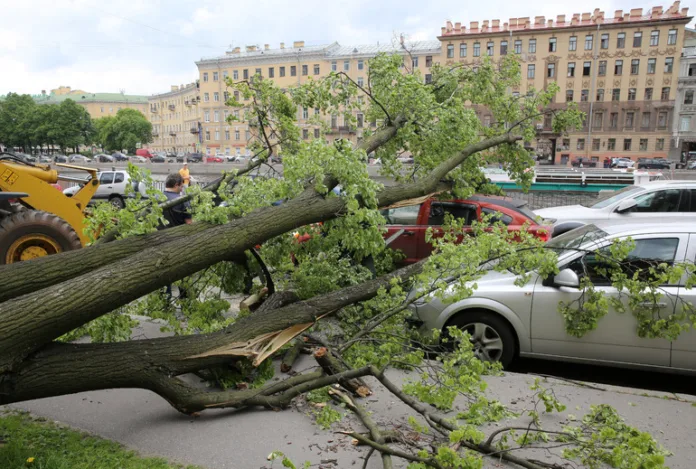 дерево