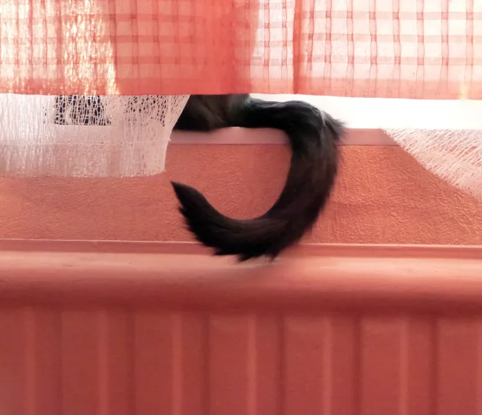 Кот кошка